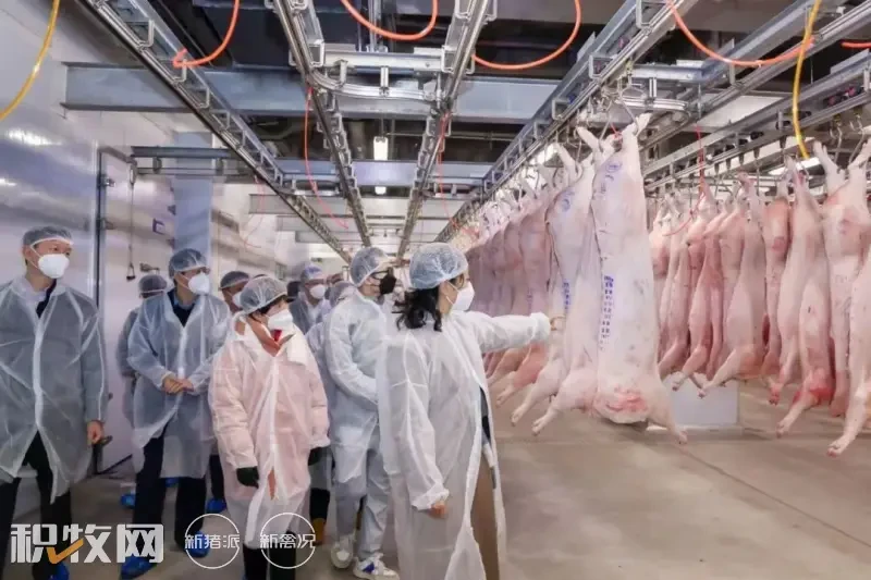 广东首家大型智能白条猪市场开业，年批发猪最大可达200万头