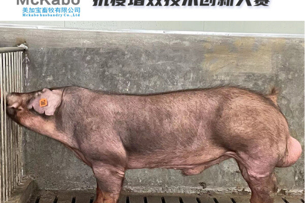 【美加宝蓝耳双阴新美系种猪】荣获2022中国猪业抗疫增效技术创新大赛(第二季)·金奖