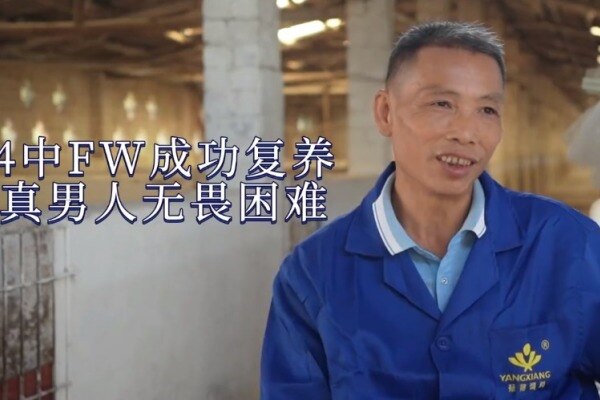 跟猪打交道40年，挨了4次FW又原地爬起……他是励志的养猪人
