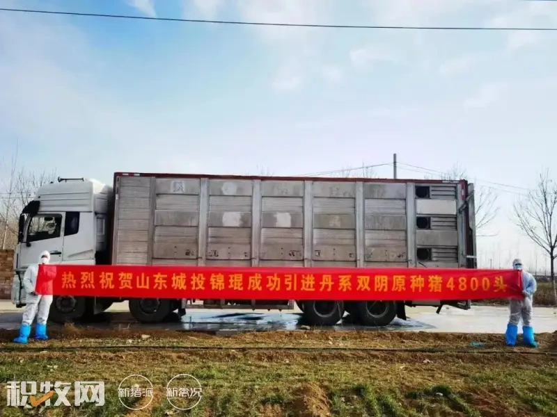 年出栏14.4万头!城投农业边院祖代母猪现代化养殖场建成投产!