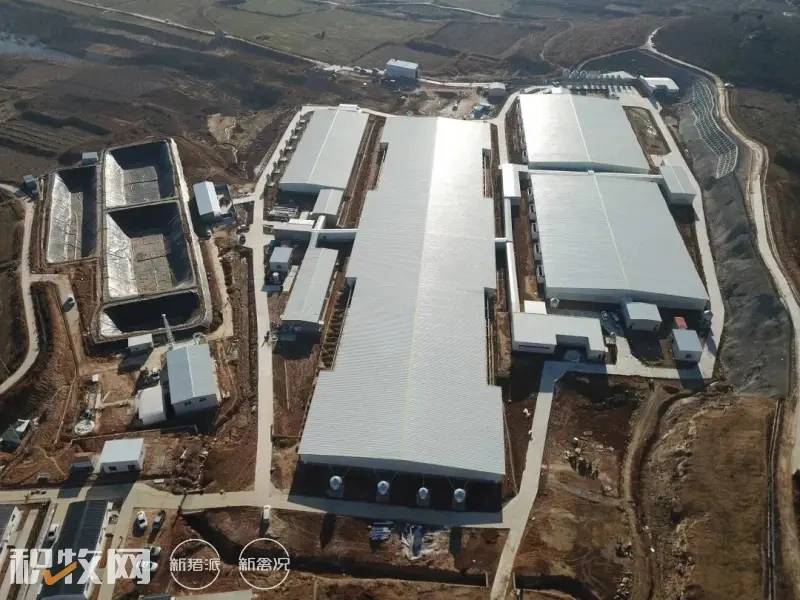 年出栏14.4万头!城投农业边院祖代母猪现代化养殖场建成投产!