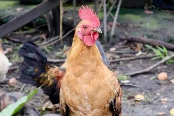 遭受两种禽流感“夹击”，台湾农业主管机构称尚未影响市场供应