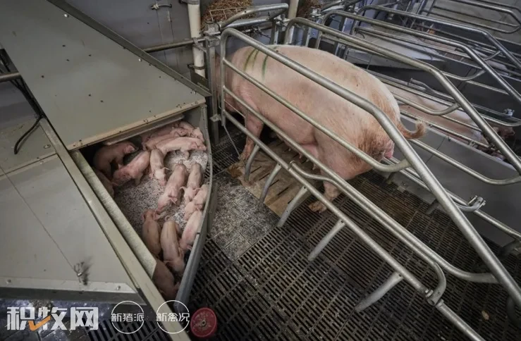 千头母猪场PSY17提升到19，仔猪断奶成本可节约140万，这是如何做到的？