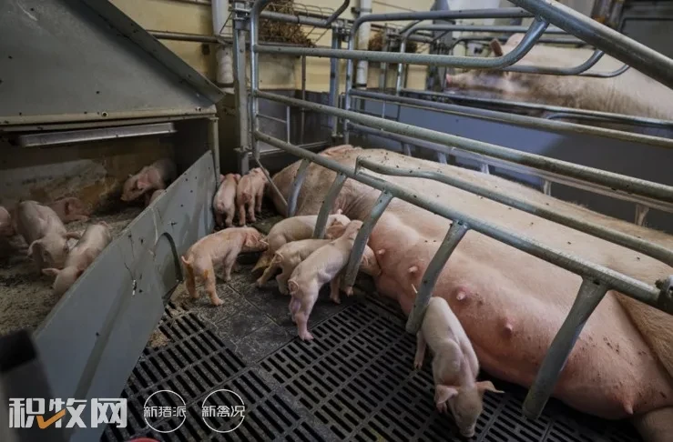 千头母猪场PSY17提升到19，仔猪断奶成本可节约140万，这是如何做到的？