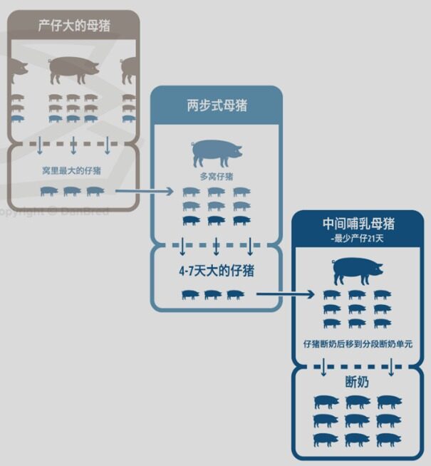 千头母猪场PSY17提升到19，仔猪断奶成本可节约140万，这是如何做到的？