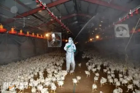 已扑杀近730万只禽类，日本判定目前禽流感风险“极高”