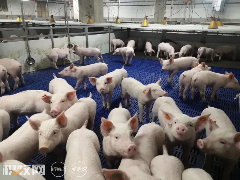 傲芯种业成功向山东城投锦琨农业发展有限公司供应4800头丹系原种猪