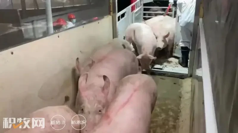年出栏商品猪12.5万头！丽江东方希望首个标准化生猪养殖场投产运营