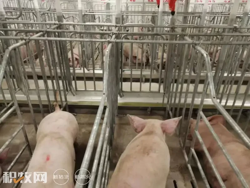 年出栏商品猪12.5万头！丽江东方希望首个标准化生猪养殖场投产运营