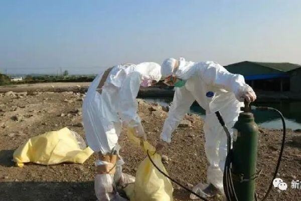 突发！台湾10万只鸡因禽流感被扑杀！多国开始尝试“疫苗免疫”...