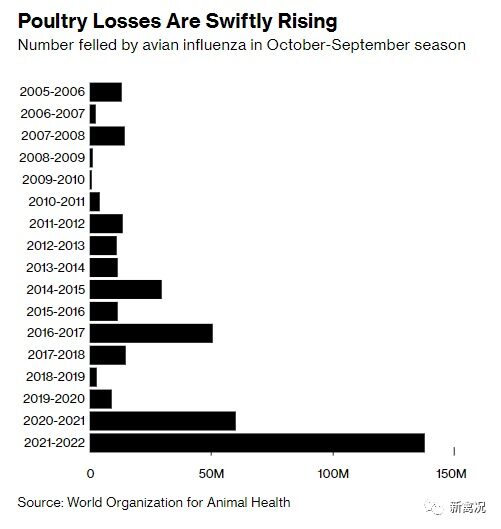 突发！台湾10万只鸡因禽流感被扑杀！多国开始尝试“疫苗免疫”...