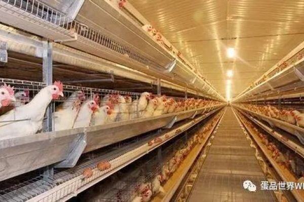 饲料大跌，利润好转！蛋鸡养殖户忙补栏，市场“一苗难求”