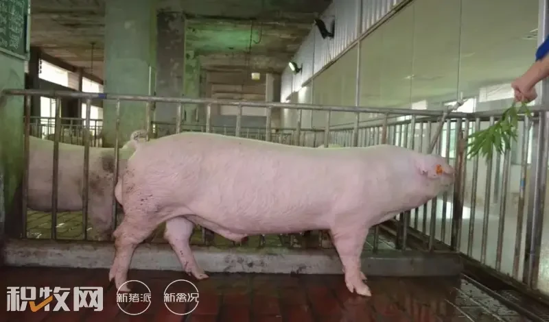 满产存栏4400头！广丰农牧强势打造健康种猪，集团百万头出栏目标未来可期|硕腾特约·2023健康种猪中国行