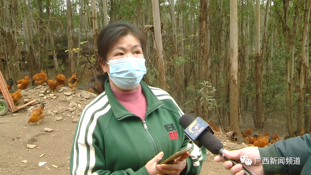 上千只鸡突然死亡，疑似燃放烟花导致！养户上门协商却被告知不会赔偿...