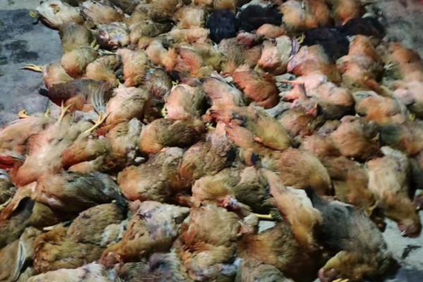 上千只鸡突然死亡，疑似燃放烟花导致！养户上门协商却被告知不会赔偿...