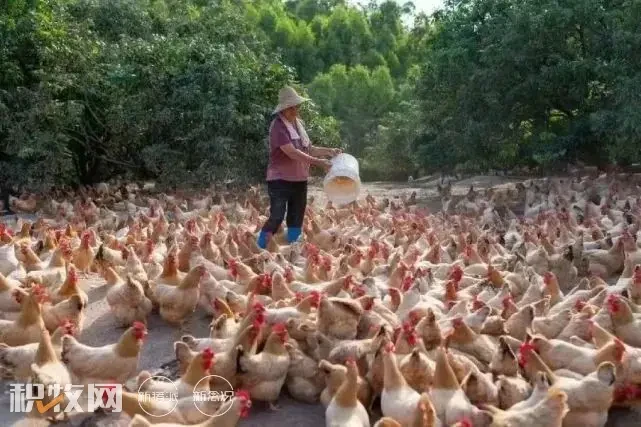 紧抓“鸡”遇，一园多用！廉江市打造百亿湛江鸡产业，2023年果园鸡饲养量要超1300万只