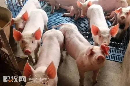 2022年广东生猪出栏3496.79万头，能繁母猪存栏204.37万头