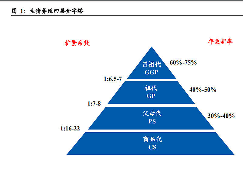 东北证券：生猪养殖行业研究：一文读懂养猪业，周期再认知