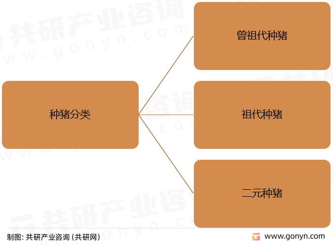 2022年中国种猪存栏量及细分品种市场现状