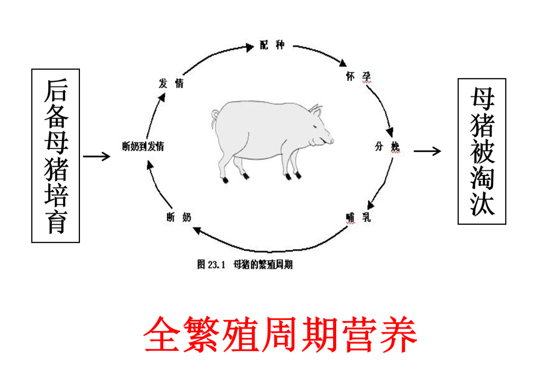 有效提升生產性能、降低造肉成本！這套營養“秘笈”請收好