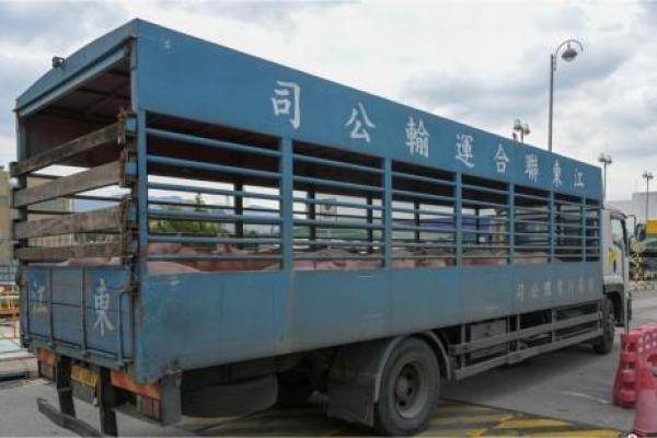 1个月顶半年！海南1月累计供港活猪1440头，已达上年总量六成