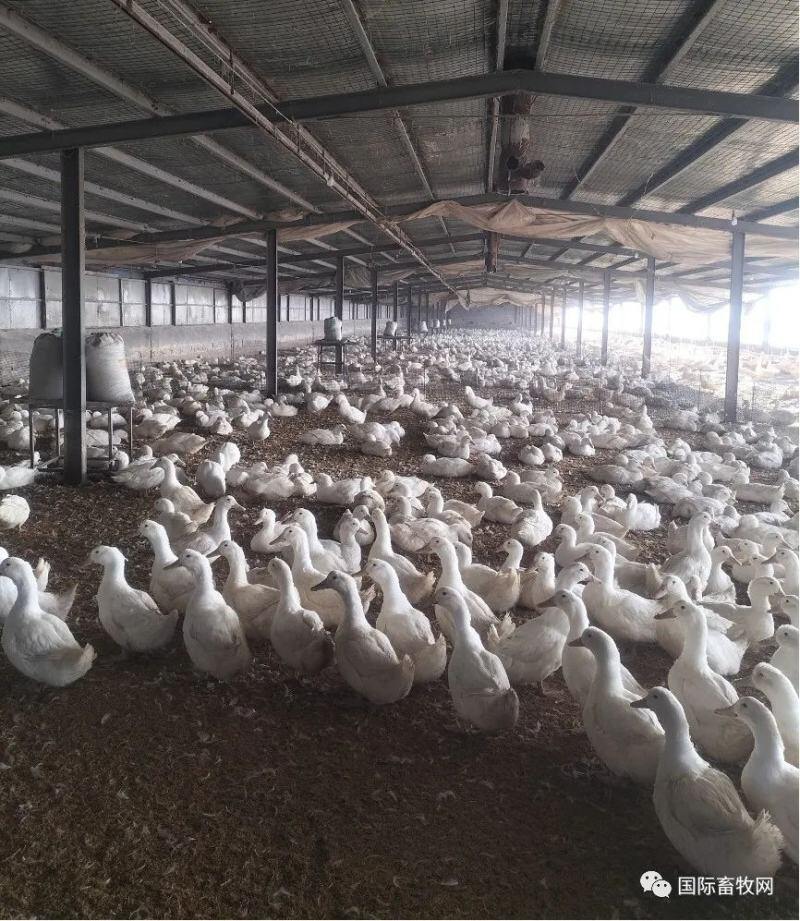 98%家禽从业者亏损 倒闭更是无数 白羽鸭游出三年“最低谷”