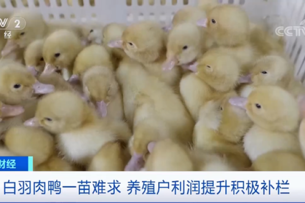 涨价超300%，还得排一个月队！鸭苗出现抢购潮