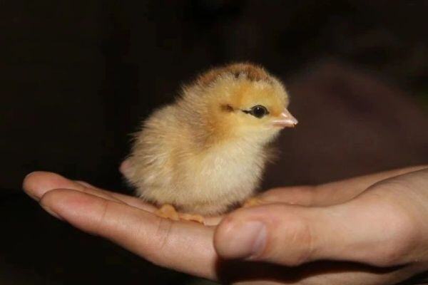 肉鸡积压、成鸡亏损…这个苗却涨了8.5毛！【苗价分析】