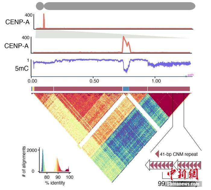 新突破！西南大学成功绘制世界首个家鸡基因组完成图