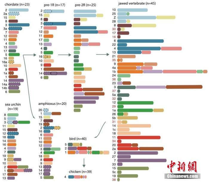 新突破！西南大学成功绘制世界首个家鸡基因组完成图