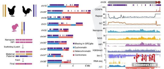新突破！西南大学成功绘制世界首个家鸡基因组完成图