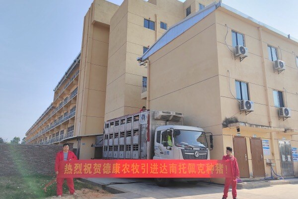 德康集团引进达南托佩克种猪