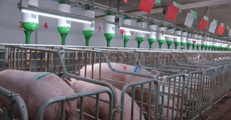 猪场背部标记三原则：非必要不标；简单、统一；熟练掌握