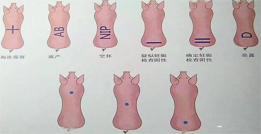 猪场背部标记三原则：非必要不标；简单、统一；熟练掌握