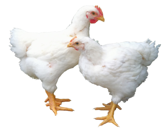 喜讯:南海种禽公司狮山牌南海黄鸡苗入选2022年“粤字号”农业品牌目录