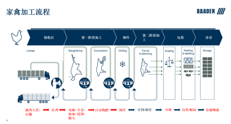 百安德亢明旭：国鸡自动化屠宰加工技术【2023国鸡产业高峰论坛】