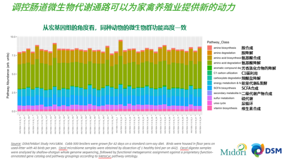 帝斯曼李安平：家禽肠道微生物的代谢功能及其精准调控方案【2023国鸡产业高峰论坛】