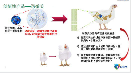 帝斯曼李安平：家禽肠道微生物的代谢功能及其精准调控方案【2023国鸡产业高峰论坛】