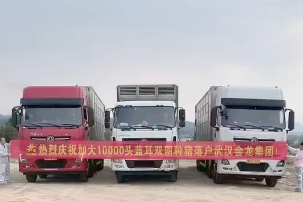 加大种猪开年传喜报，2月卖出3万5千多头