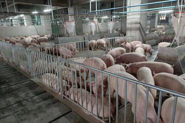 中新开维：400头种公猪和24000头种母猪，养猪大楼里过上了“中产”生活