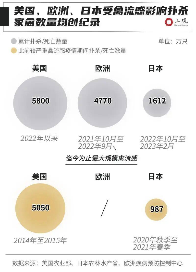 快吃不起鸡蛋了？全球多地蛋价创纪录！最离谱的是这个国家→