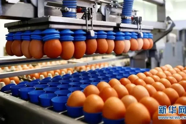 鸡蛋出口量大增40%，日本蛋商欲打造鸡蛋中的“保时捷”