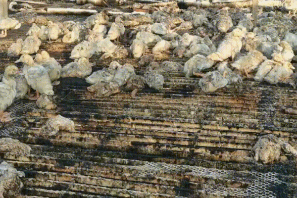 又有禽舍起火！上千只鸭子葬身火海