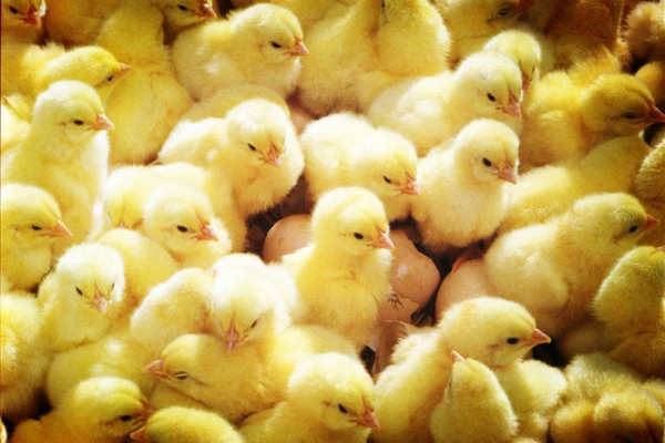 最低出现2元/羽！白羽肉鸡苗价高位回落，价差达3元/羽