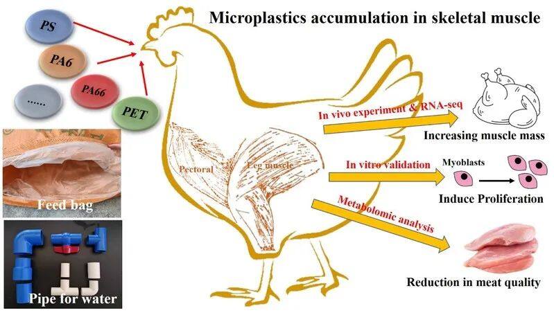 会导致肌肉肝脏炎症！首次发现鸡肉有微塑料残留！元凶竟是…