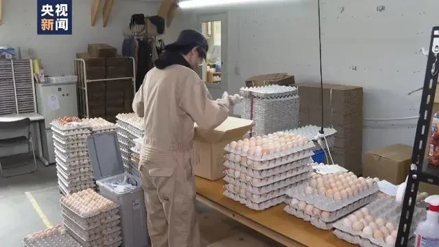 扑杀蛋鸡数超存栏总量9%!日本鸡蛋恢复正常供应还需一年以上