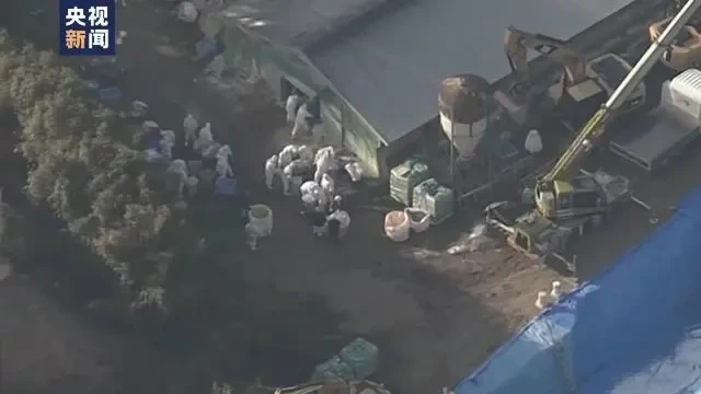 扑杀蛋鸡数超存栏总量9%!日本鸡蛋恢复正常供应还需一年以上