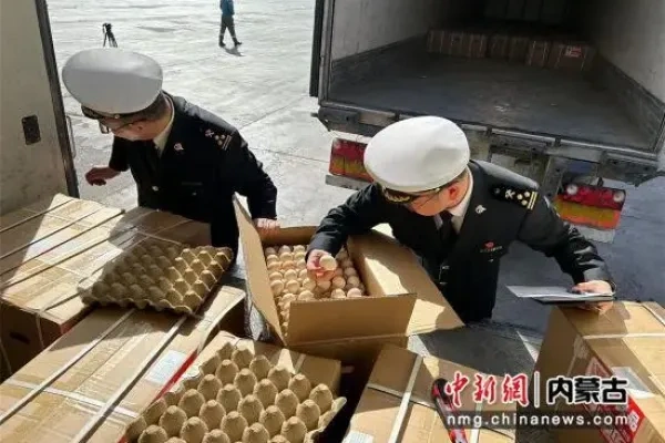 41760枚！内蒙古肉鸡种蛋首次出口蒙古国