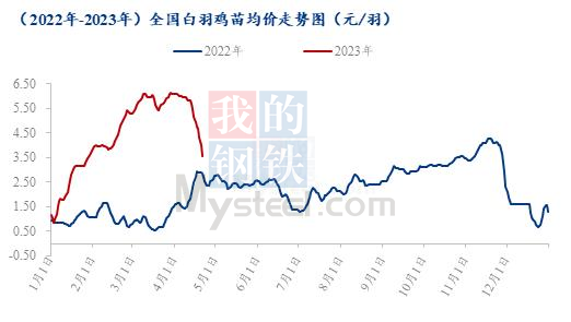 最低出现2元/羽！白羽肉鸡苗价高位回落，价差达3元/羽