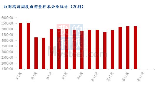 最低出现2元/羽！白羽肉鸡苗价高位回落，价差达3元/羽